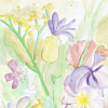 jardin fleurs