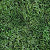texture pin sapin feuilles
