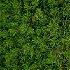 texture pin sapin feuilles