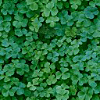 texture trèfles feuilles